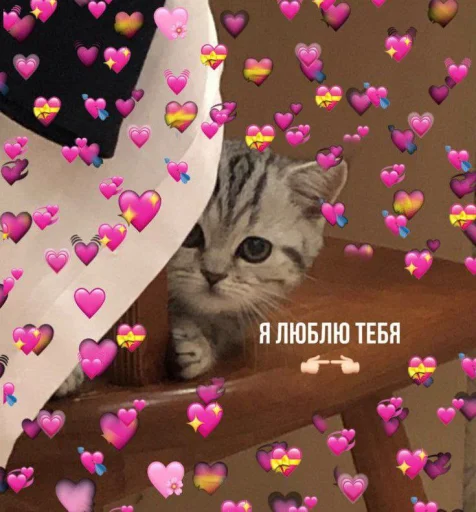 Стікер Telegram «Cute cats 100» ❤️