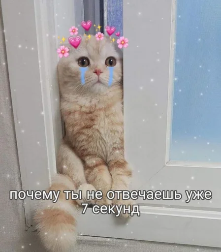 Стикер Telegram «Cute cats 100» 🥲