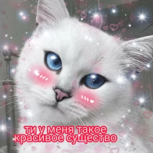 Стикер Telegram «Cute cats 100» 😻