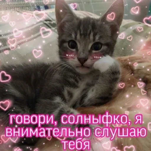 Telegram Sticker «Cute cats 100» 🤔