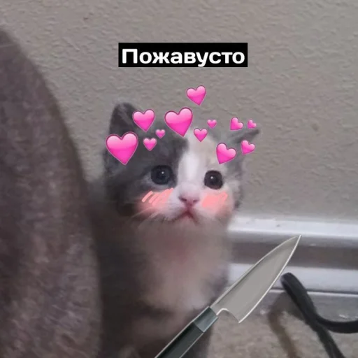 Стикер Telegram «Cute cats 100» 🥺