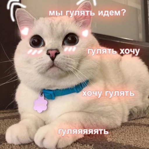 Telegram Sticker «Cute cats 100» 😐