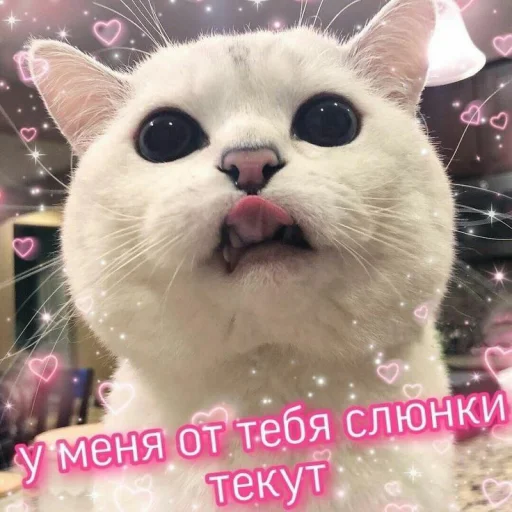 Стикер Telegram «Cute cats 100» 😋