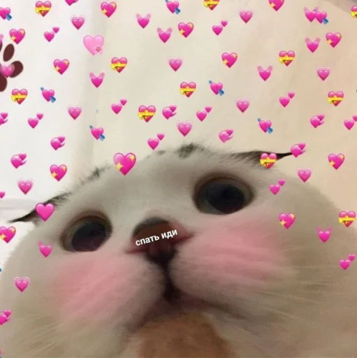 Cute cats 100 emoji 😶
