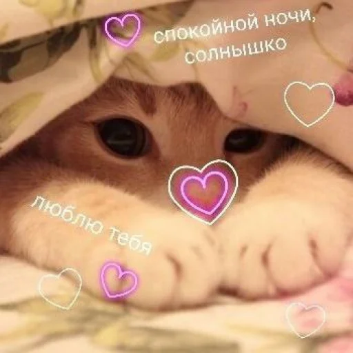 Стикер Telegram «Cute cats 100» 💗