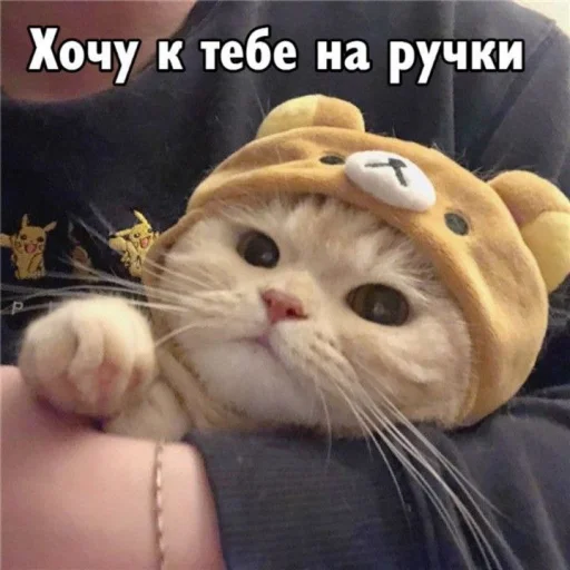 Стикер Telegram «Cute cats 100» 🤗