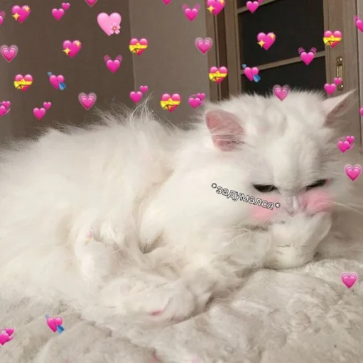 Cute cats 100 emoji 🤔