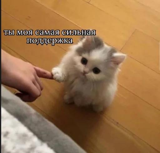 Стікер Telegram «Cute cats 100» 🤝