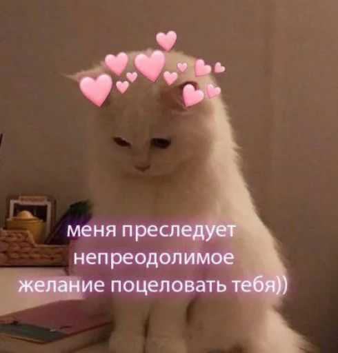 Стікер Telegram «Cute cats 100» 💓