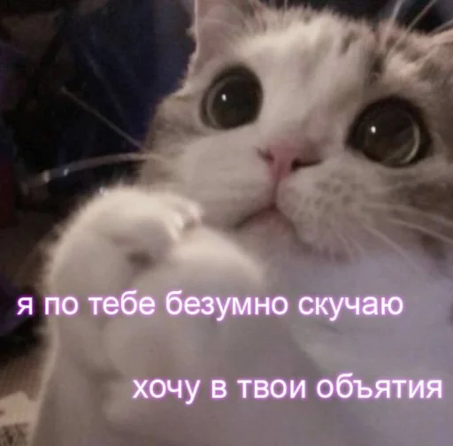 Telegram Sticker «Cute cats 100» 🥺