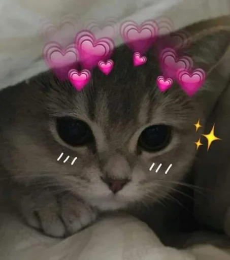 Cute cats 100 emoji 💗