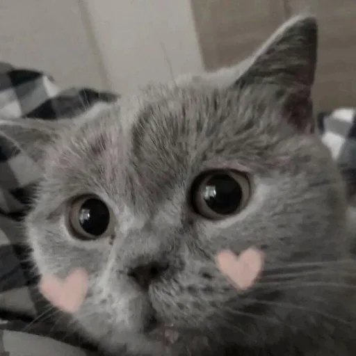 Стикер Telegram «Cute cats 100» 🥰