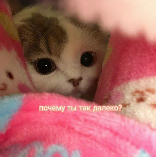 Эмодзи Cute cats 100 🥺
