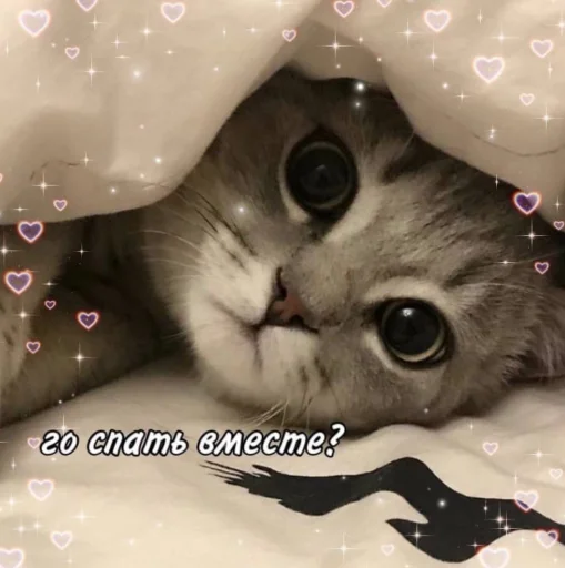 Стикер Telegram «Cute cats 100» 🥺