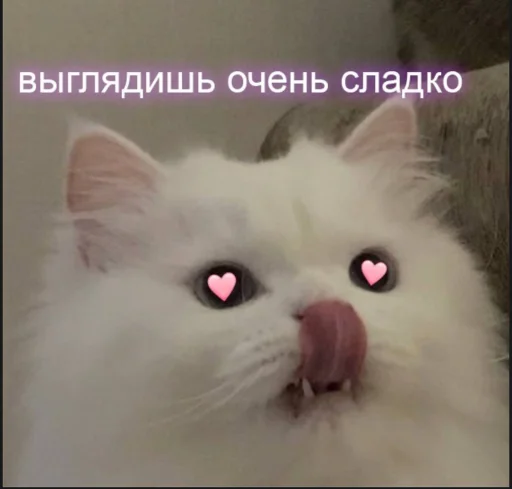 Стикер Telegram «Cute cats 100» 😻