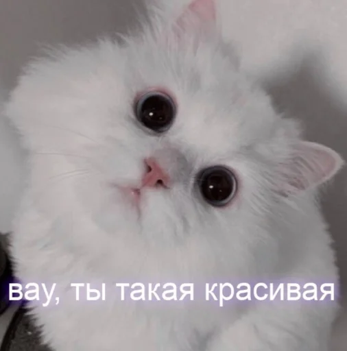 Стікер Telegram «Cute cats 100» 🤍