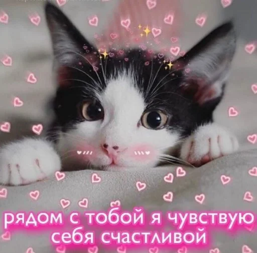 Telegram Sticker «Cute cats 100» 💓