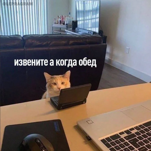 Стікер Telegram «Cute cats 100» 👨‍💻