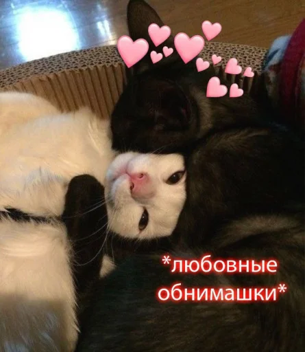 Стикер Telegram «Cute cats 100» 🫂