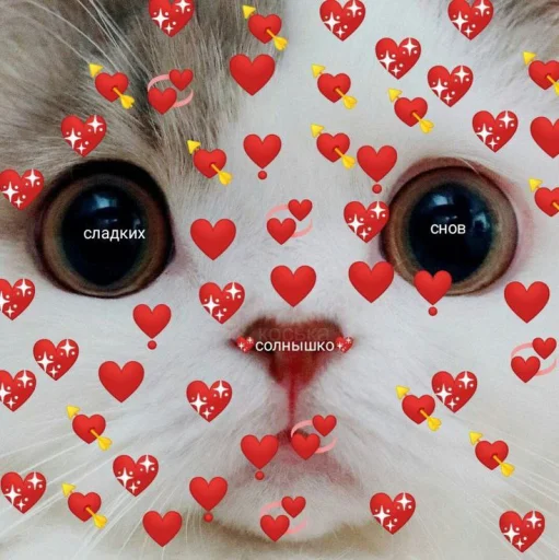 Стикер Telegram «Cute cats 100» ❤️