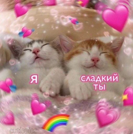 Telegram stiker «Cute cats 100» 💕