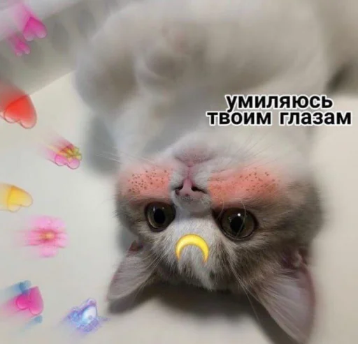 Telegram Sticker «Cute cats 100» 🙃