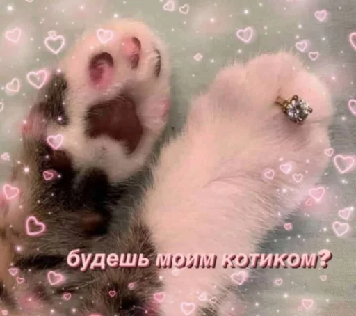 Telegram Sticker «Cute cats 100» 💍