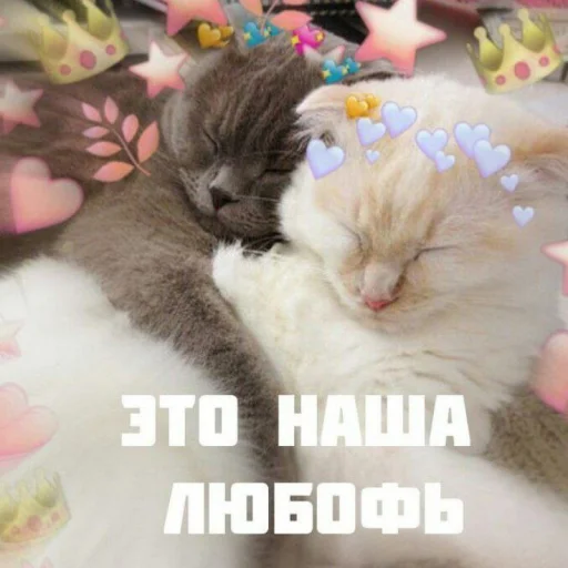 Эмодзи Cute cats 100 💕