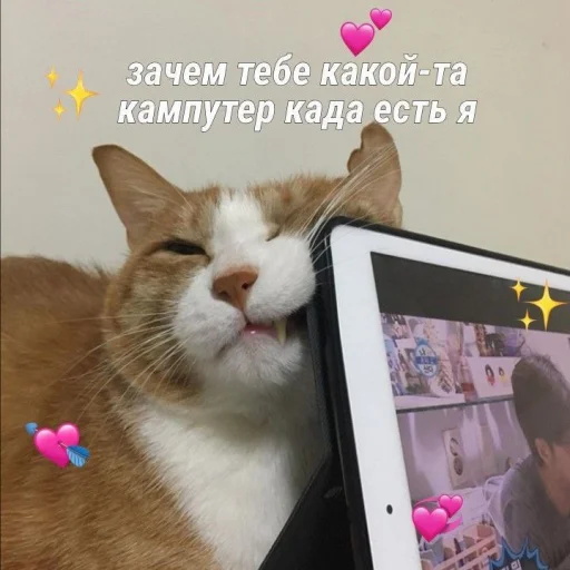 Стикер Telegram «Cute cats 100» 😫