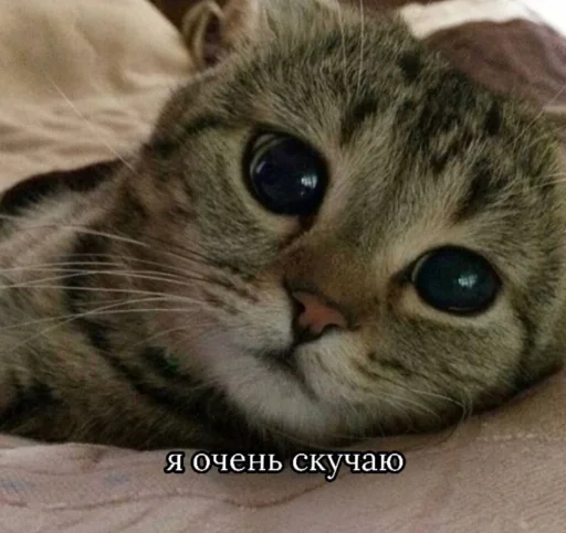 Telegram stiker «Cute cats 100» 🥺