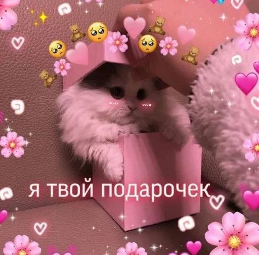 Стикер Telegram «Cute cats 100» 🎁