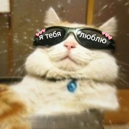 Эмодзи Cute cats 100 😎