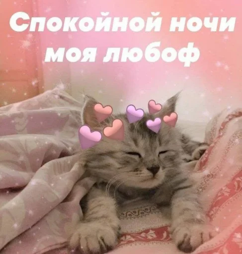 Стикер Telegram «Cute cats 100» 🧡