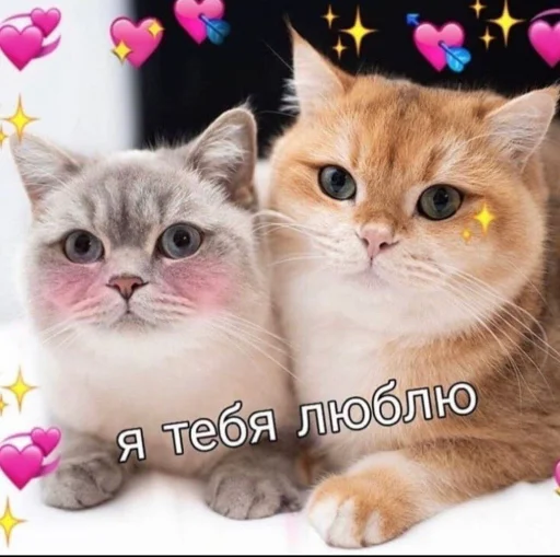 Стикер Telegram «Cute cats 100» 💞