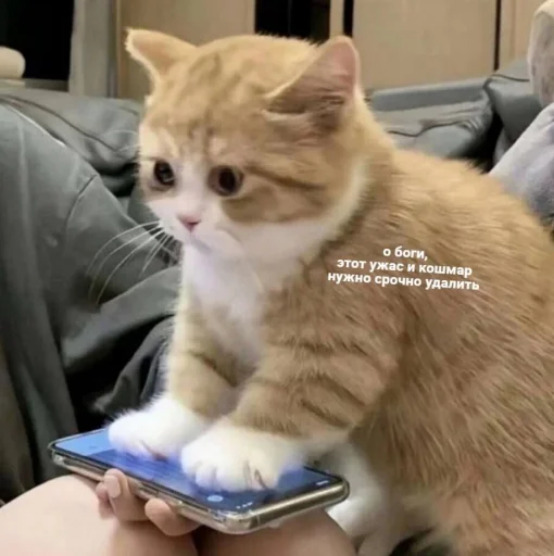 Стикер Telegram «Cute cats 100» 😳