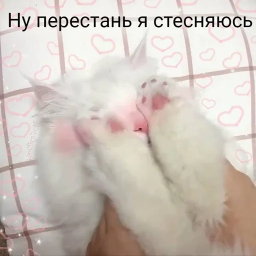 Telegram Sticker «Cute cats 100» 💗