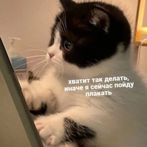 Telegram Sticker «Cute cats 100» 😟