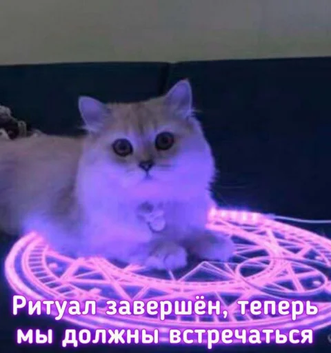 Стікер ฅ^•ﻌ•^ฅ  💜