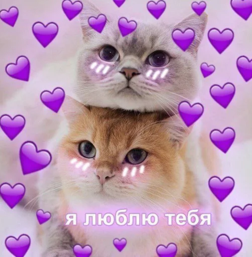 Стікер ฅ^•ﻌ•^ฅ  💜