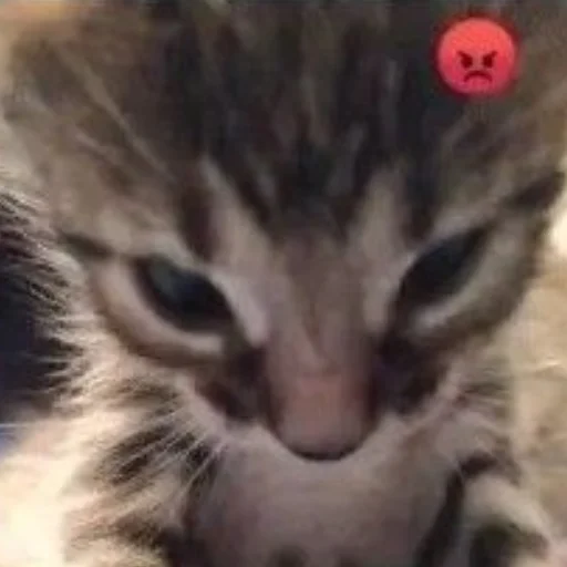 Cute cats stiker 😡