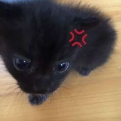 Telegram stiker «Cute cats» 😡