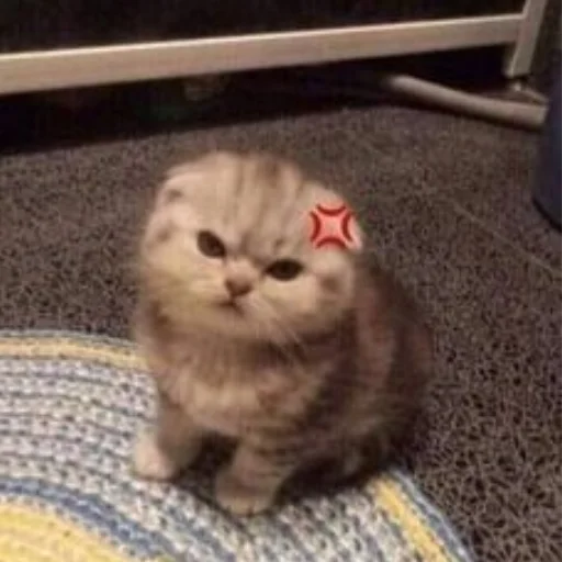 Telegram stiker «Cute cats» 😡