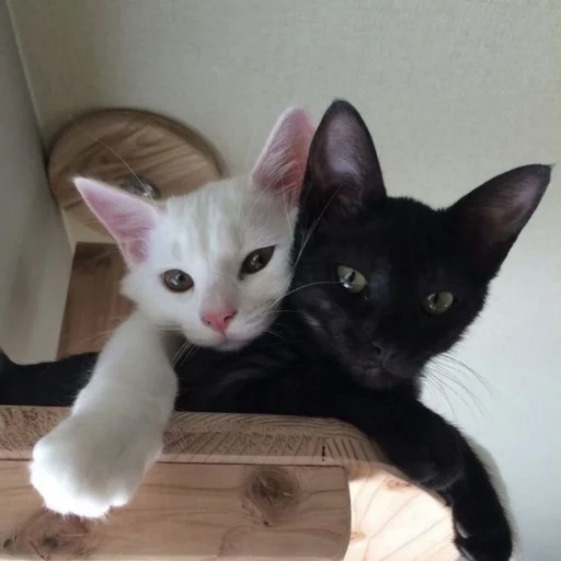 Стікер Telegram «Cute cats» ❤️