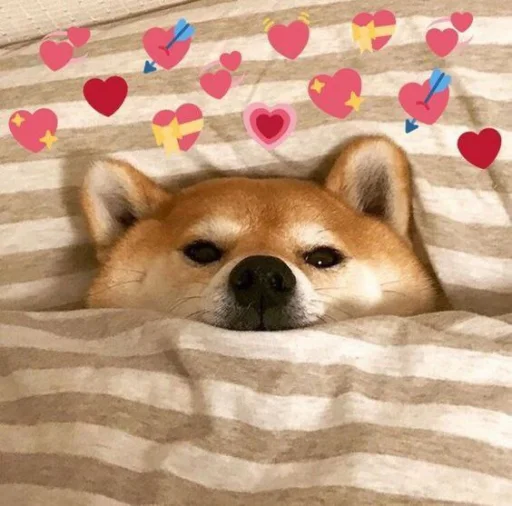 cute dogs meme emoji ❤️