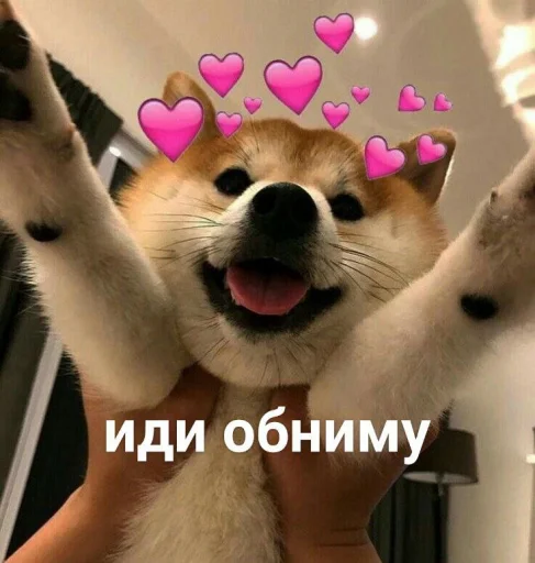 cute dogs meme emoji 🤗