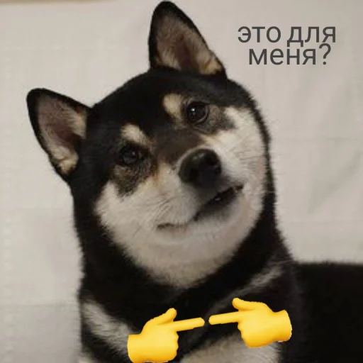Telegram Sticker «cute dogs meme» 🌚