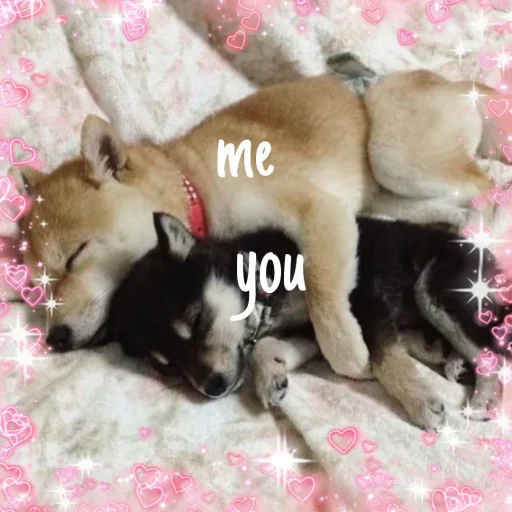 cute dogs meme sticker 💞