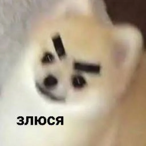 cute dogs meme sticker 😠