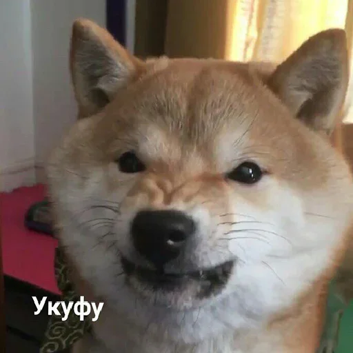 cute dogs meme sticker 😤