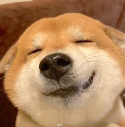 cute dogs meme stiker 🤤